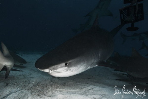 The edge of night brings the big ones in!!!! Tiger Shark ... by Steven Anderson 